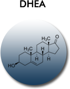 DHEA structural formula