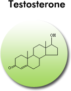 Testosterone structural formula